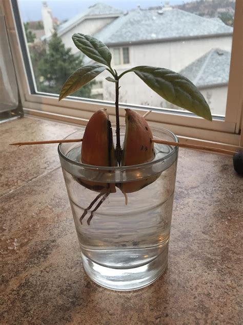 Avocado seed growing. Things To Know About Avocado seed growing. 