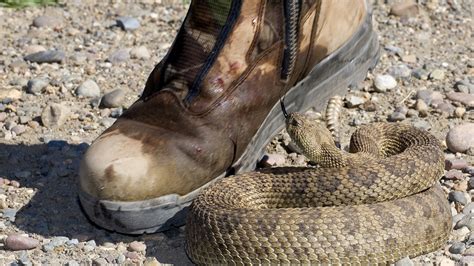 Avoiding and Treating Rattlesnake Bites in Wisconsin