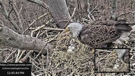 Avon eagle nest cam. We are very lucky to have this in our "Backyard". The nest is in the school yard of Redwood Elementary School. No Eagle watching or photographing of Eagles is allowed during school hours. ***Restricted hours***. are 7 am - 4 pm. Monday - Friday. On Saturday and Sunday, you can visit anytime of the day. 