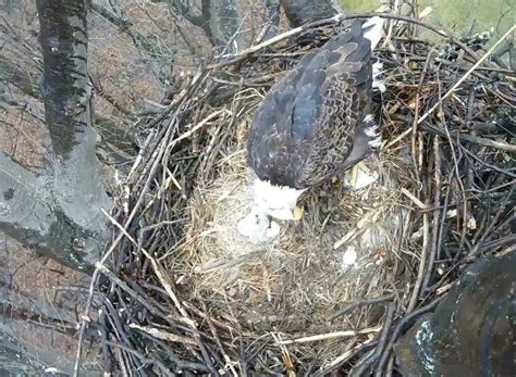 Stars and Stripes are parents, again. For the second time in two days, a bald eaglet hatched at Redwood Elementary School in Avon Lake. The second eaglet hatched around 7:30 a.m., according to the ...