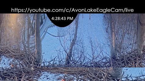 Avonlakeeaglecam. This isn't the pair's first foray into parenthood, as seen on the live eagle nest camera feed over the years. The pair has reportedly had more than 15 successful fledges since 2015, according ... 
