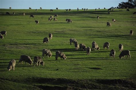 Avustralya da tarım ve hayvancılık