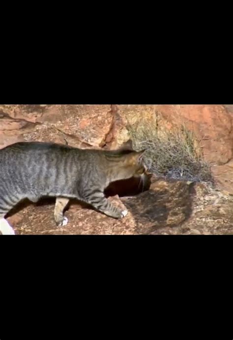 Avusturalya yaban kedisi. #fyp #nature #wild #keşfet #  YouTube. 