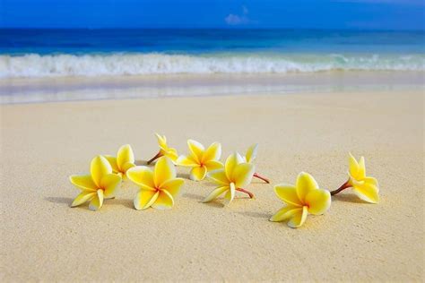 Awesome Beach Flower Wallpapers - WallpaperAccess