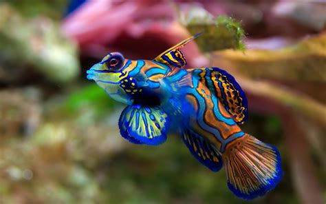 Awesome Fish