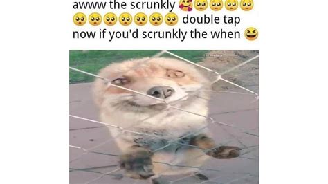 Aww The Scrunkly Template