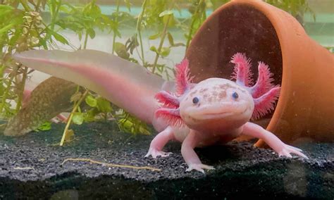 As legend has it, the axolotl is the Aztec god of fire and lightning, Xolotl, which disguised himself as a salamander to avoid being sacrificed. But these Mexican amphibians are impressive enough ... 