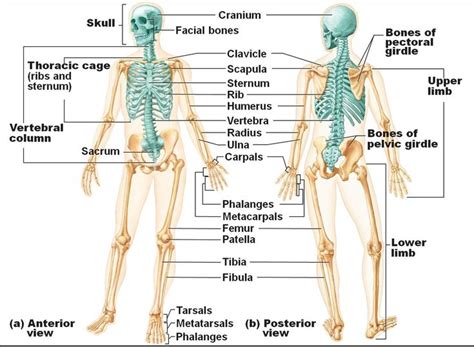 Axial ryft diff shims.  The skeleton is subdivided into two major divisions&mdash;the axial and ap...