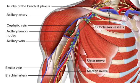 Axillary Definition & Meaning - Merriam-Webster