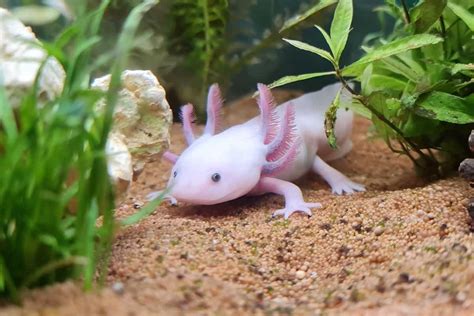 Axolotl Lifespan - How Long do Axolotls Live? - Axolotl …