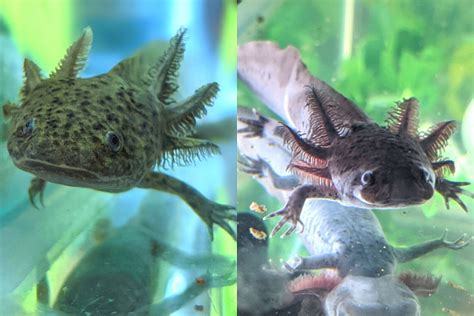 Axolotl adoption. Nov 24, 2023 · 'Adopt an axolotl' campaign launches in Mexico to save iconic species from pollution and trout. The campaign asks people for as little as 600 pesos to virtually adopt one of the tiny “water ... 