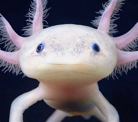 Axolotl fish. Things To Know About Axolotl fish. 