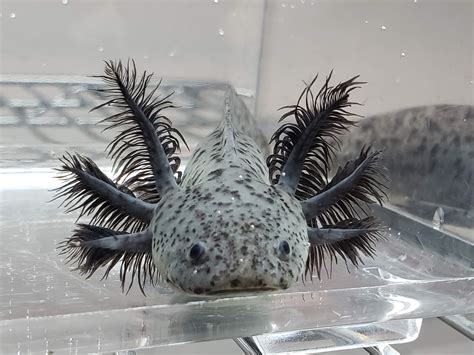 Axolotl for sale chicago. Buy your axolotl today and add a touch of gold to your aquatic collection! Looking for a unique and exotic pet? ... Mystery Axolotl Sale price $55.99 Regular price $69.99. On sale + Quick add. Golden Albino Axolotl Sale price … 