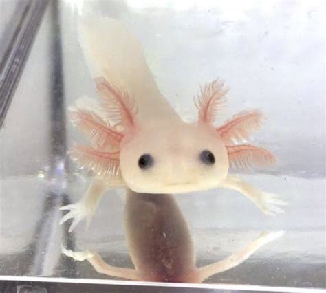 Axolotl. Axolotls are large salamanders that come from the remnant lakes of Xochimilco and Chalco in Mexico City, Mexico. Axolotls live their entire lives in water, never coming onto land. Most axolotls average 10-12 inches but 17inch animals have been documented. Axolotls can live up to 20 years but on average live to about 10. . 