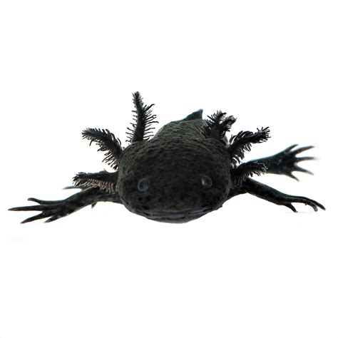 BackwaterReptiles.com has several beautiful salamanders for sale