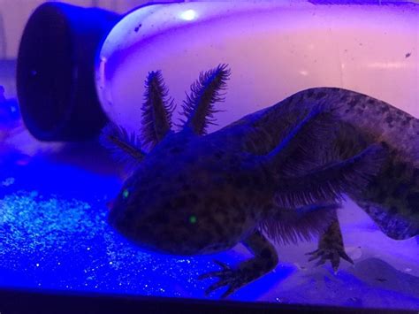Axolotl for sale phoenix. Aquaholic Aquariums was launched on January 1st, 2022. This was years in planning, and we finally decided that our sister company Get Tanked Aquariums LLC was just too big … 