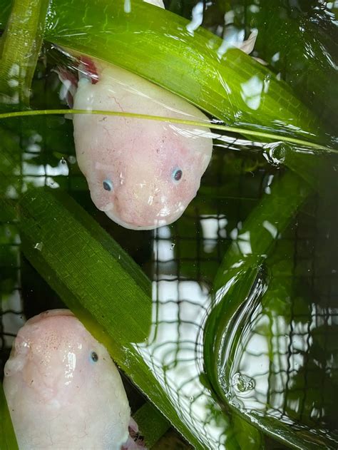 The male Axolotls expels between 6 and 30 of these spermatophores around the water in hopes of leading a female over the top of one. Fertilization occurs within a few hours to a couple days, resulting in the female axolotls releasing 400-1000 eggs during spawning. The female Axolotls has the capability to breed several times continually .... 