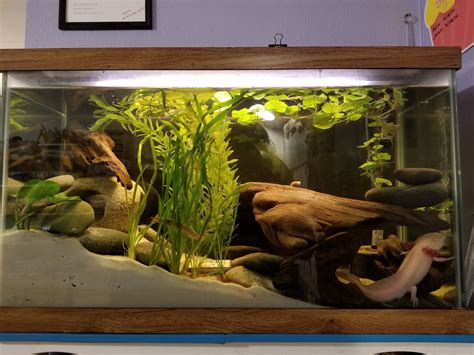 Axolotl tank. The Simple Aquarium. Shown below is an example of a simple setup for one adult axolotl. Simple Axolotl aquarium tank. 1) Homemade ... 