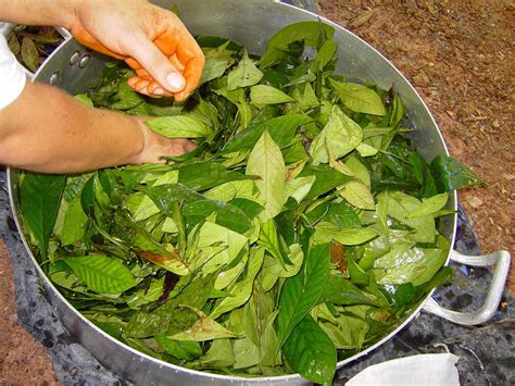 Ayahuasca tea ebay. Dec 16, 2022 · The effects are dose-dependent, and the trip can last 2–6 hours ( 4 ). Those who take Ayahuasca can experience symptoms like vomiting, diarrhea, feelings of euphoria, strong visual and auditory ... 
