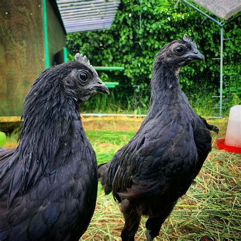 Ayam cemani price. For the Love of Fibro. Established in early 2015, by a dedicated and passionate group of Ayam Cemani owners, the ACBA is an association inclusive of all breeders, backyard owners, and dreamers regarding Ayam Cemani. We are committed to the promotion, improvement, and growth of Ayam Cemani through education and the encouragement … 
