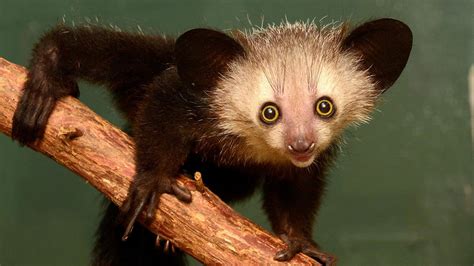 Aye-aye - Animals