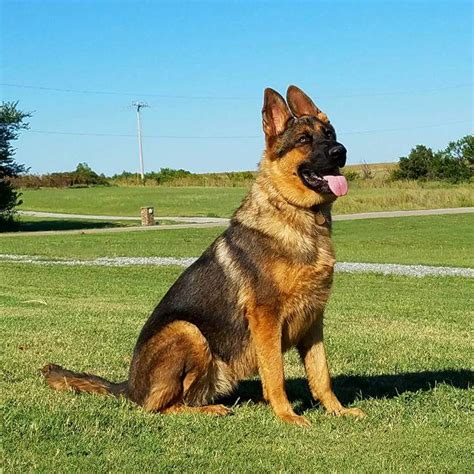 Reinberg is committed to offering quality pure-bred German Shepherd puppies for sale, and desires to personally connect with our dogs, as well as with our clients in finding the perfect matches for each family. Our goal is to remain true to the breed and thus provide your family the best experience possible - a delightful and exceptionally ....