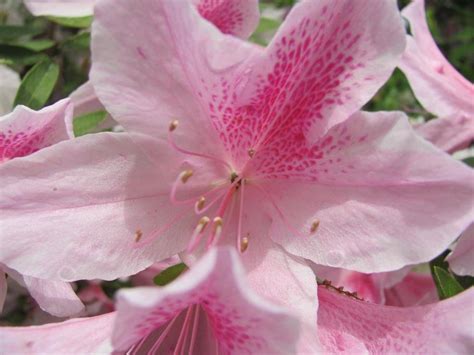 Azalea - Azalea japonica - Piante da Giardino