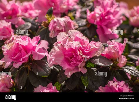 Azalea Rai Leaks [CLIP] 115 Vids