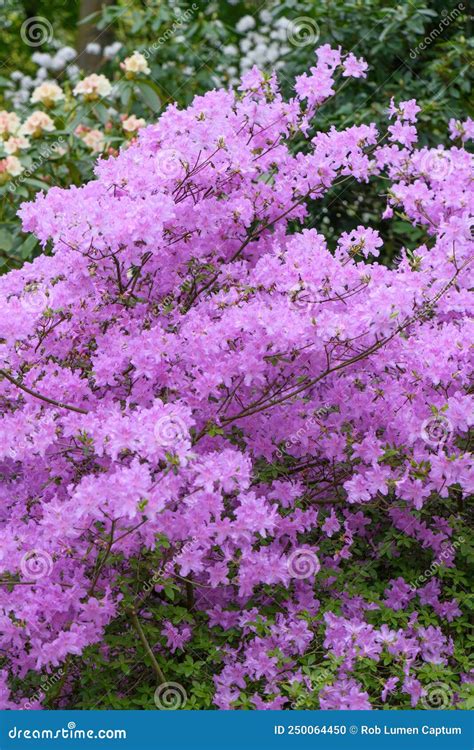 Azalea y. var. poukhanense (Korean Azalea) Estabrook