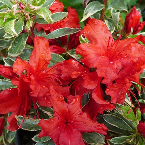 Azaleas for Sale in New Zealand