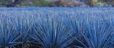 Azul agave. Agave tequilana, otherwise known as the Tequila Agave or Blue Agave (Agave Azul), is a succulent species of plants in the Asparagaceae family. This agave succulent is native to the Caribbean … 
