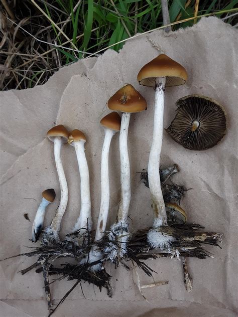 The psilocybe azurescens is a cold weather mushroom that grows in temperature ranges below 40F in nature. Even for spores to germinate, the temps need to be down around the 50F-55F range for 1 to 2 weeks to start the life cycle in nature. However spawn runs have been published as high as 75F but spore germination and fruiting temperatures are ....