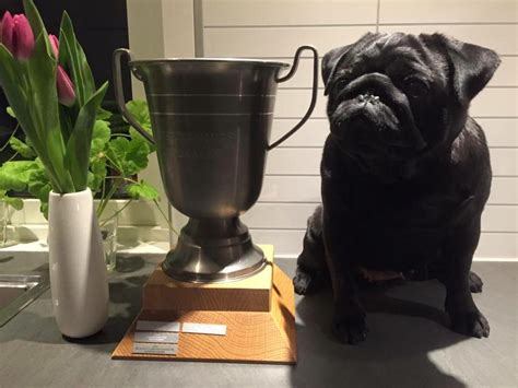 Bästa mops kennel