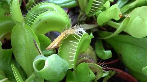 Böcek yiyen bitki nasıl yetiştirilir
