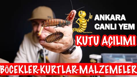 Böcekler ANKARA CANLI YEM.