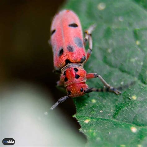 codini.rgarabwor.edu.pl. 