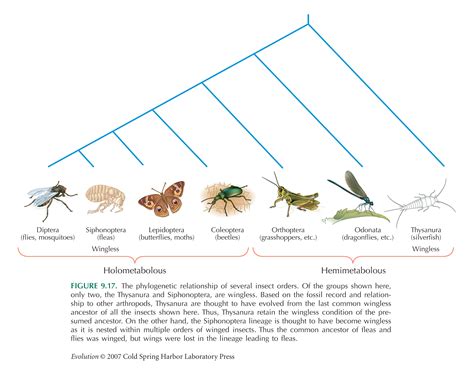 Böceklerin evrimi Vikipedi.