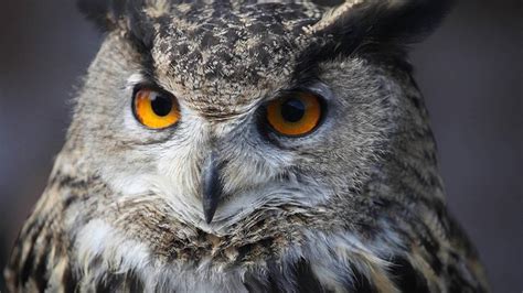 Búho. BÚHO translate: owl, owl. Learn more in the Cambridge Spanish-English Dictionary. 