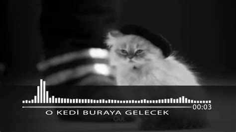 Bülent Yiğit – O Kedi Buraya Gelecek MP3 İndir . 