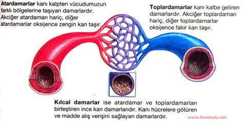 Bütün bir toplardamar sisteminin kapatılması daha maliyetliyken, birkaç kılcal damara yapılacak müdahalenin ücreti daha düşük olacaktır.