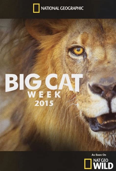 Büyük kediler belgeseli türkçe