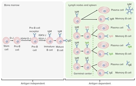 B Cells: Types and Function - Cleveland Clinic - muktibox.com