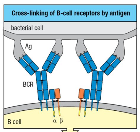 B Cells and Antibodies Flashcards Quizlet