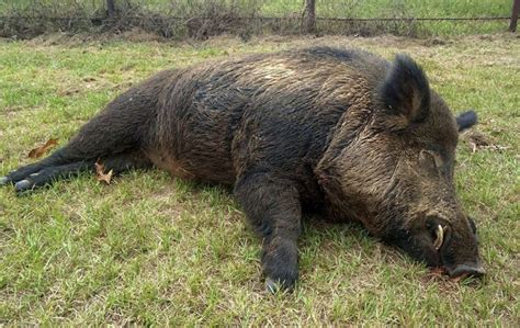Nov 27, 2023 · Wild pigs already cause around $2.5 billion in damage to U.S. crops every year, mostly in southern states like Texas. And they can be aggressive toward humans. A woman in Texas was killed by wild ... . B c hunters get okay to kill feral pigs 4919764