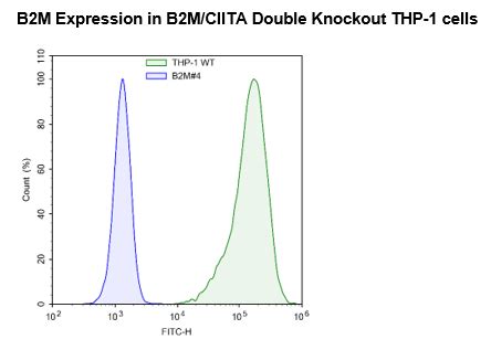 B-NDG B2m double knockout