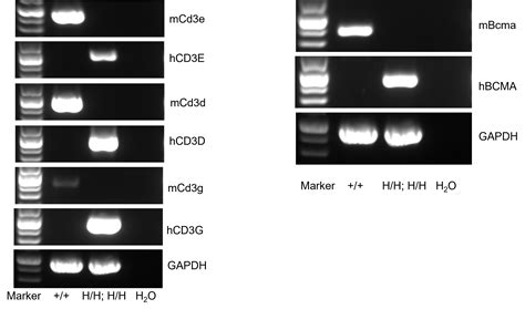 B-hCD3EDG mice - Biocytogen