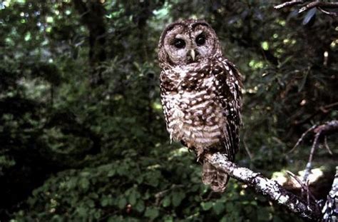 B.C. First Nation ‘furious’ after federal government rejects order to protect owls