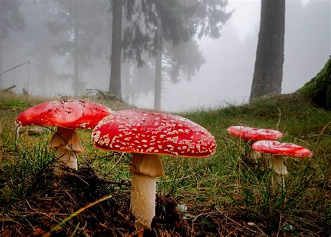 B.C. conditions are magic for mushrooms in bumper season for fungi, tasty and toxic
