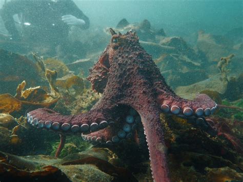 B.C. diver shakes a leg with giant Pacific octopus, in