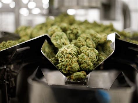 B.C. judge allows cannabis ‘fire sale’ to stave off CRA destruction threat